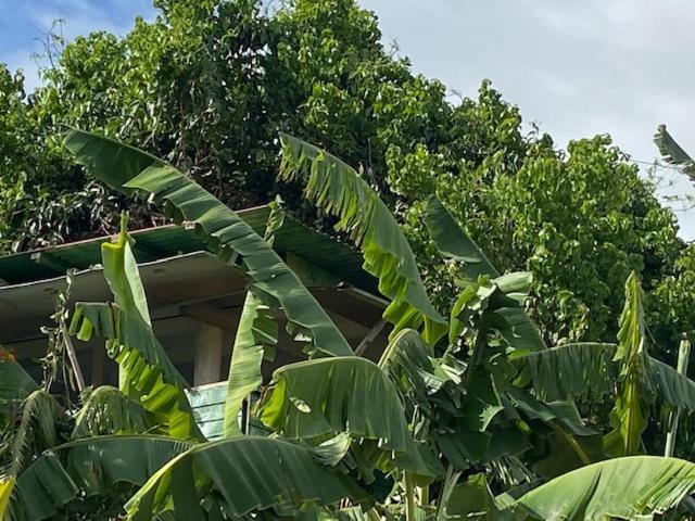 Gites Titanse, La Cabane Dans L Arbre Cadet  Eksteriør billede